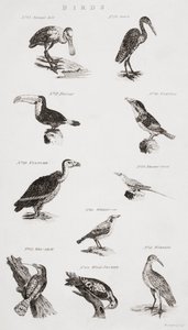 Diferentes tipos de aves